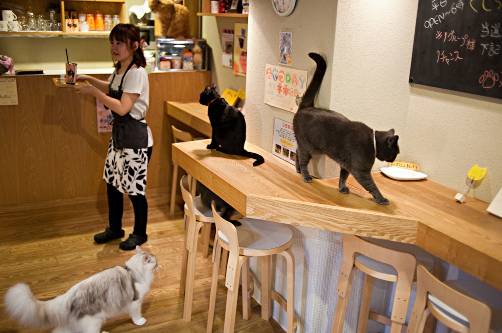 Descobrir 78+ imagem cafeteria de gatos japon - Abzlocal.mx